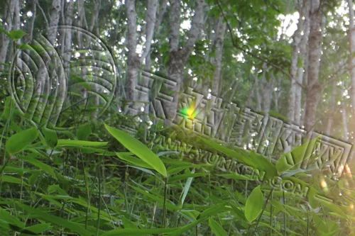 橡胶期货上下求索两难间 季节性弱势再笼罩